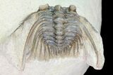 Two Nice Leonaspis Trilobites - Foum Zguid, Morocco #80338-6